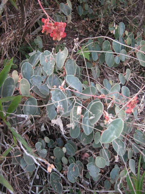 B. aguiabrancensis